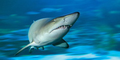 One of the best tours in Perth is swimming with the sharks at AQWA.