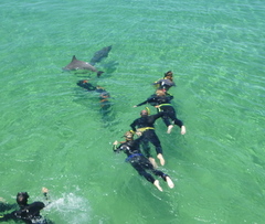 Don't miss this tour swimming with the wild dolphins in Perth