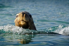 Visit the sea lions on this Dolphin, Penguin & Sea Lion Adventure Cruise 